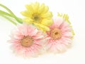 Transvaal daisy in a white background