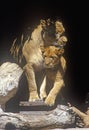 Transvaal Lion and cub, Panthera leo krugeri from Republic of South Africa