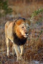 The Transvaal lion Panthera leo krugeri, also known as the Southeast African or Kalahari lion, big male on a patrol. A large Royalty Free Stock Photo