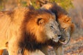 The Transvaal lion Panthera leo krugeri, also known as the Southeast African lion or Kalahari lion, communication between two Royalty Free Stock Photo