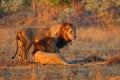 The Transvaal lion Panthera leo krugeri, also known as the Southeast African lion or Kalahari lion, communication between two