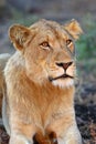 The Transvaal lion Panthera leo krugeri, also known as the Southeast African lion,portait of young male Royalty Free Stock Photo