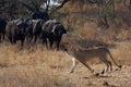 The Transvaal lion Panthera leo krugeri, young lioness in conflict with a herd of cape buffalo.Lions on a buffalo hunt