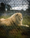 Transvaal lion resting on the green grass behind the grid metal fence in its enclosure Royalty Free Stock Photo