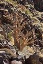 Transvaal Sesame tree - Namibia