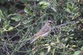 Transvaal sombre greenbul (Andropadus importunus importunus) in South Africa