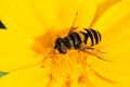 Transverse-banded Flower Fly - Eristalis transversa Royalty Free Stock Photo