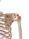 The transverse humeral ligament Royalty Free Stock Photo