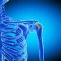 The transverse humeral ligament Royalty Free Stock Photo