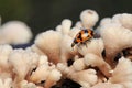 A transverse lady beetle is foraging on a rotting log overgrown with fungus. Royalty Free Stock Photo