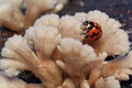 A transverse lady beetle is foraging on a rotting log overgrown with fungus. Royalty Free Stock Photo