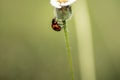 Transverse ladybird or transverse lady beetle Royalty Free Stock Photo