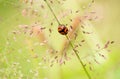 Transverse ladybird or transverse lady beetle Royalty Free Stock Photo