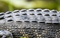 Transverse rows of epidermal scutes on the back of an American Alligator Royalty Free Stock Photo