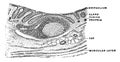 Transverse Section of Appendix, vintage illustration