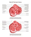 Transverse section of human heart. Heart aortic, pulmonary