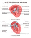 Transverse section of human heart. Left and right atrioventricular