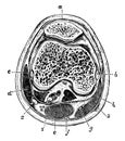 Transverse Section of the Knee Joint, vintage illustration