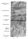 Transverse Section of Olfactory Bulb, vintage illustration