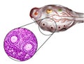 Transverse section of an ovary