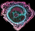 Transverse section of pine wood under microscope