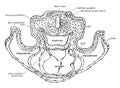 Transverse Section of a Rat Embryo vintage illustration