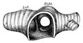 Transverse Section of the Trachea, vintage illustration