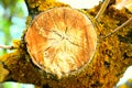 Transverse section of a tree with lichenes