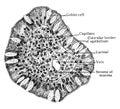 Transverse Section of Villus of Small Intestine, vintage illustration