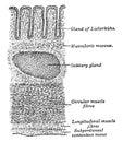 Transverse Section of the Wall of the Large Intestine, vintage illustration