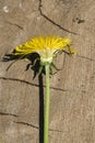 Transverse section of a yellow dandelion