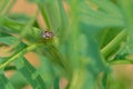 Transverse striation stink bug Royalty Free Stock Photo