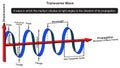 Transverse wave infographic diagram physics science education Royalty Free Stock Photo