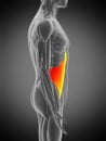 transversus abdominis Royalty Free Stock Photo