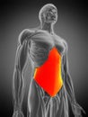 transversus abdominis Royalty Free Stock Photo