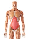 The transversus abdominis