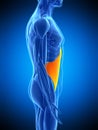 The transversus abdominis Royalty Free Stock Photo