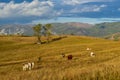 Transylvania landscape in autumn time with cows and old wood traditional cabin Royalty Free Stock Photo