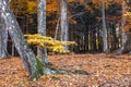 Transylvanian beech forest in autumn Royalty Free Stock Photo