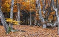 Transylvanian beech forest in autumn Royalty Free Stock Photo