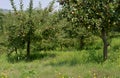 Transylvanian hill apple orchard