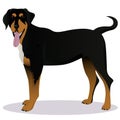 Transylvanian hound cartoon dog Royalty Free Stock Photo