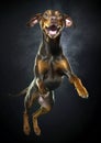 Transylvanian Hound dog while jumping. Royalty Free Stock Photo