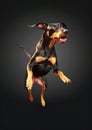 Transylvanian Hound dog while jumping. Royalty Free Stock Photo