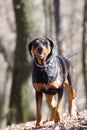 Transylvanian Hound Royalty Free Stock Photo