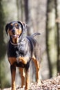 Transylvanian Hound Royalty Free Stock Photo