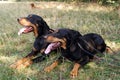 Transylvanian hound Royalty Free Stock Photo