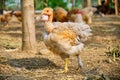 Transylvanian Naked Neck chick/hen walking inside a chicken paddock in a rural bio farm