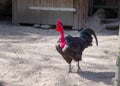 Transylvanian Naked Neck, Gallus gallus domesticus, a hybrid of a chicken and the domestic turkey Royalty Free Stock Photo