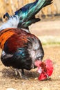 Transylvanian Naked Neck Or Turken Rooster